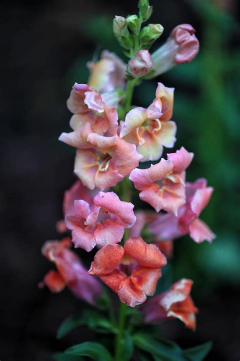 The Graceful Gardener My Garden Is My Favorite Teacher Snapdragon