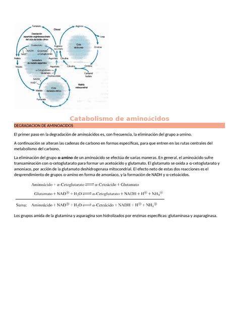 Catabolismo De Amino Cidos Apuntes De Bioqu Mica Docsity