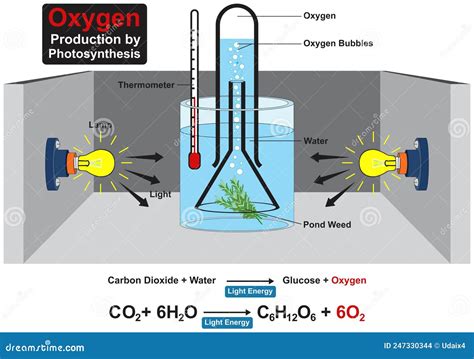 Photosynthesis Experiment With Elodea Illustration Royalty-Free Stock ...