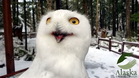 Qigiq A Snowy Owl Here At The Alaska Raptor Center Youtube