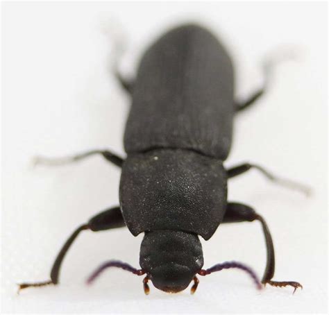 Flour Beetles Learn About Nature