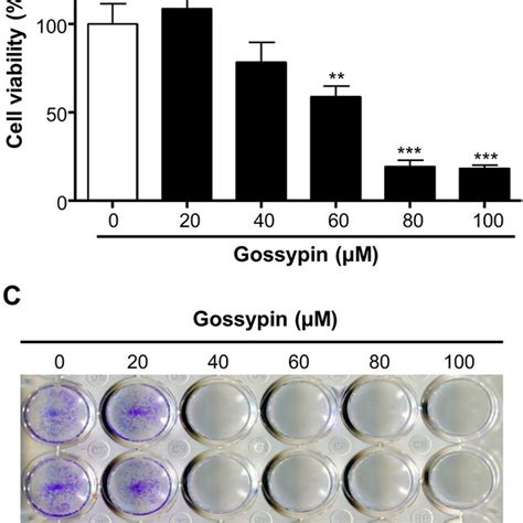 Gossypin Inhibits Proliferation Of A Cells A Chemical Structure