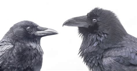 Crows and Ravens - San Fernando Valley Audubon Society