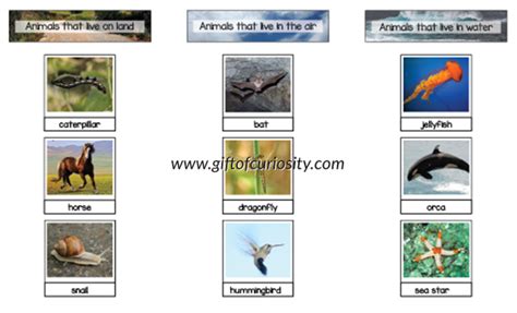 Sorting animals that live on land, air, and water {Montessori printable} - Gift of Curiosity