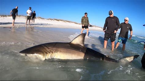 Massive Great White Shark Caught And Released At Florida Beach This