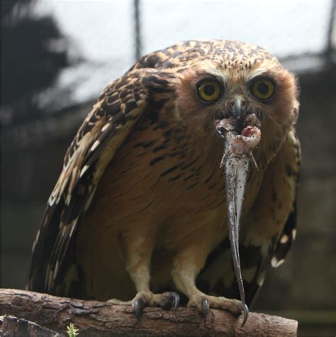 beluk ketupa gembira loka zoo