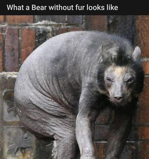 Bear Without Fur 9gag