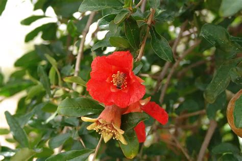 Perfect Timing When Does A Pomegranate Tree Bloom And Fruit The