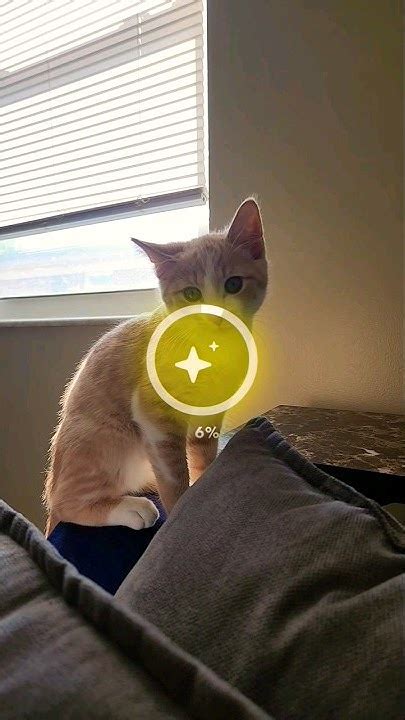 Turning My Cat Into Anime Using Ai Pt 129 Anime Cat Ai