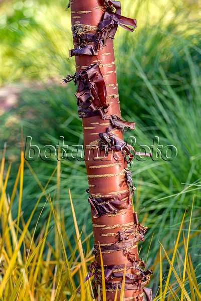 Image Paperbark Cherry Prunus Serrula 519102 Images Of Plants And