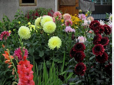 Георгины на даче (76 фото) » НА ДАЧЕ ФОТО