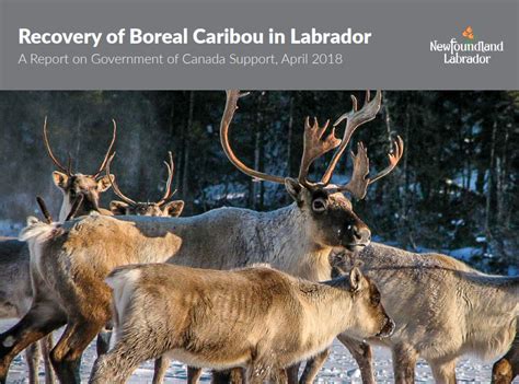 Recovery Of Boreal Caribou In Labrador Canadian Conservation And Land