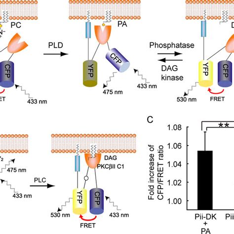 Development Of Fret Biosensors Of Pa A Schematic Representation Of A