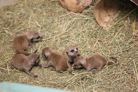 Baby Meerkats Sleeping