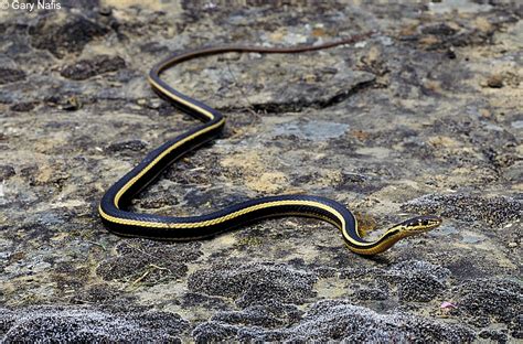 Striped Racers Whipsnakes Found In California