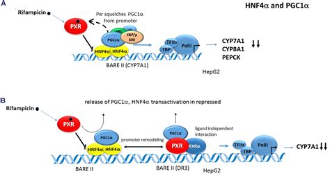 Frontiers Pregnane X Receptor Pxr Mediated Gene Repression And