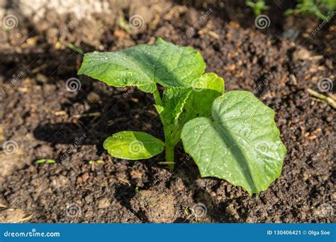 Nueva Planta Del Pepino Del Brote Joven En El Suelo Imagen De Archivo