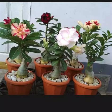 Jual Bibit Adenium Atau Kamboja Tumpuk Hasil Grafting Siap Berbunga