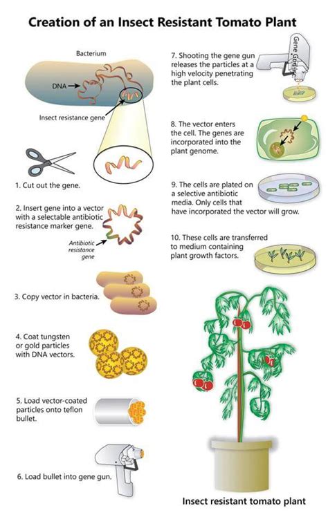 How do you really make a GMO tomato? - Genetic Literacy Project