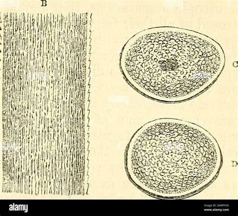 Human Hair Root Under Microscope