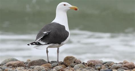 Great Black-backed Gull Overview, All About Birds, Cornell Lab of ...