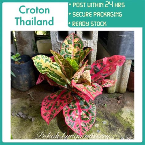 PBN Croton Thailand Pokok Bunga Nursery Pudding Outdoor Live Plant