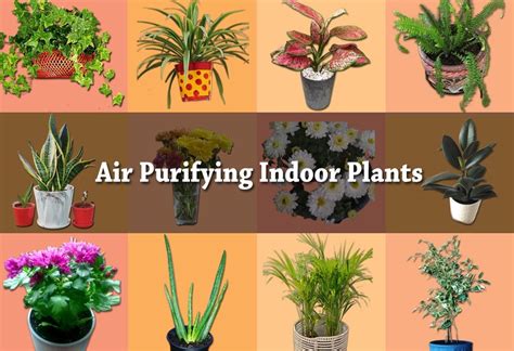 12 Best Air Purifying Plants for Bedroom