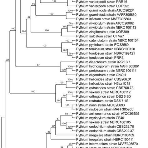 Figure S Phylogenetic Relationships Between Pythium Aristosporum