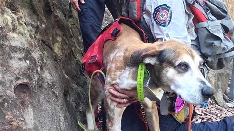 Emergency Crews Rescue Stranded Dog Spooked By Lightning From Glass