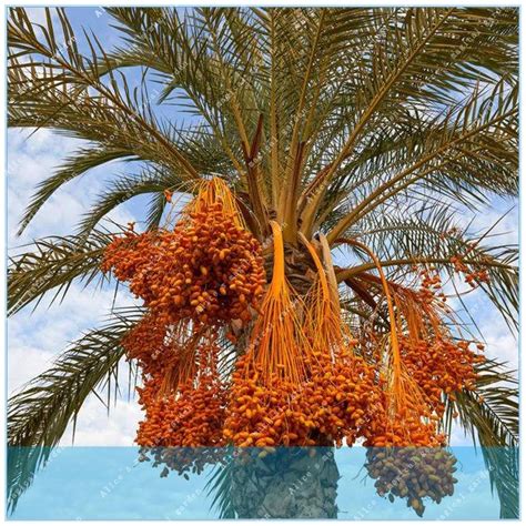 ZLKING 10PCS Rare Medjool Date sweet organic fruit natural date palm ...