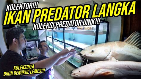 Habis Miliaran Koleksi Ikan Predator Langka Dan Unik Hobbies