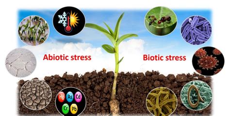 Pictorial Representation Of Different Abiotic And Biotic Stresses Download Scientific Diagram