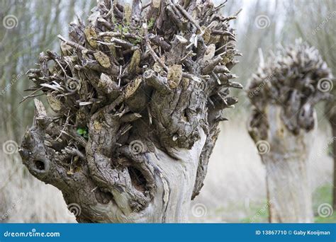 pollard willow stock photo image  nature wood tree