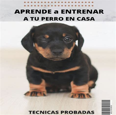 Aprende A Entrenar A Tu Perro En Casa Marker Heros Hotmart