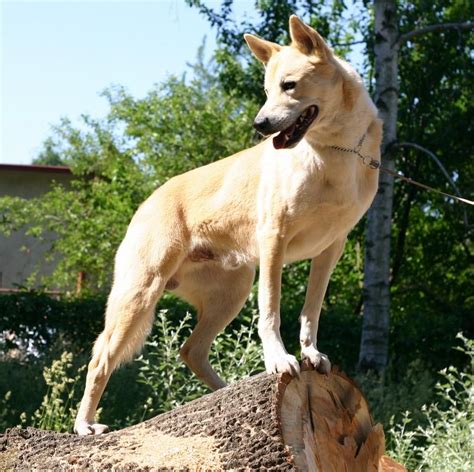 Canaan Dog Information Dog Breeds At Thepetowners