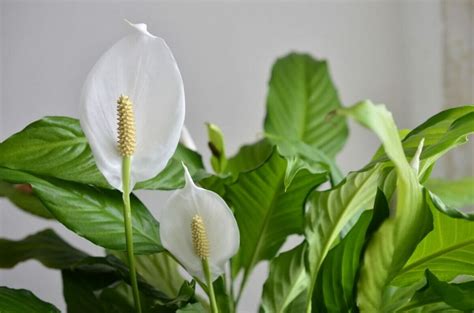 Peace Lily Meaning and Symbolism (Essential Guide) - Petal Republic