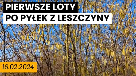 16 02 2024 Pierwsze loty po pyłek z leszczyny Oblot pszczół w lutym