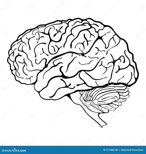 Cerebro Humano Ilustraci N Del Vector Ilustraci N De Cerebro 4680 The