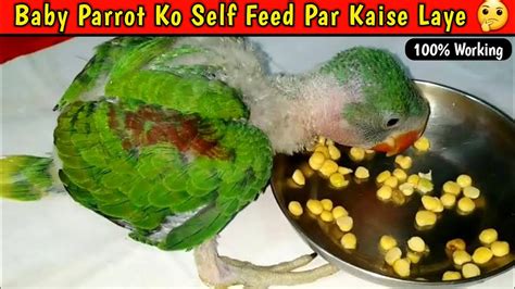 Baby Parrot Ko Hand Feed Se Self Feed Par Kaise Laye Baby Parrot Ko