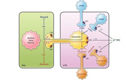 Neural Mechanisms Underlying Cannabis Reward Vs Aversion Cannabinoid