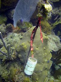 Sedimentation Patterns At Reef Sites Adjacent To The Guanica Bay