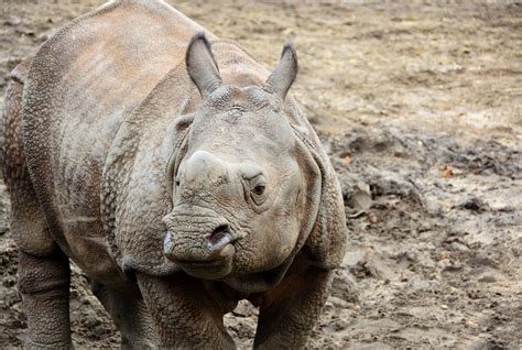 Baby Javan Rhinoceros