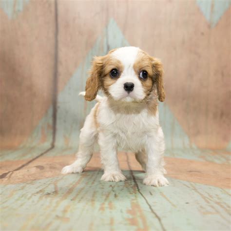 Cavalier King Charles Spaniel Papillon Mix