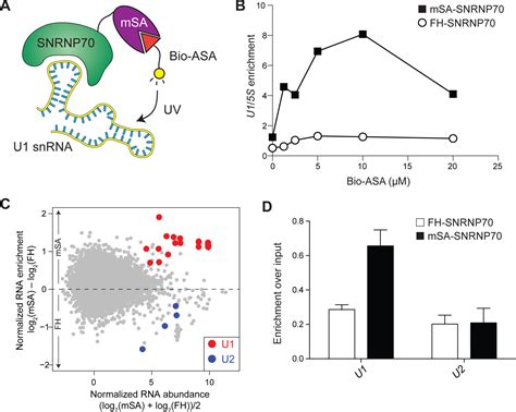 In Vivo Proximity Labeling For The Detection Of Proteinprotein And Proteinrna Interactions