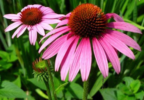 Echinacea Una Excelente Hierba Medicinal EcoPortal Net