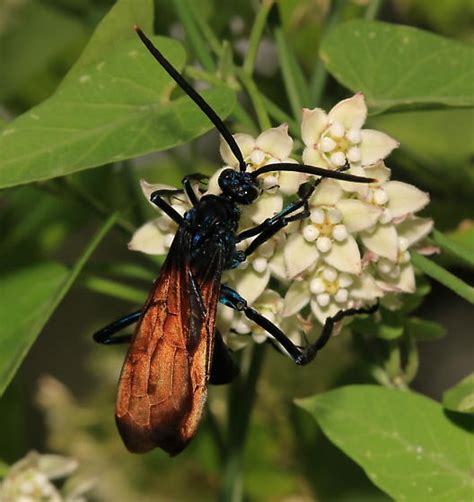 Tarantula Hawk Wasp Pepsis Bugguide