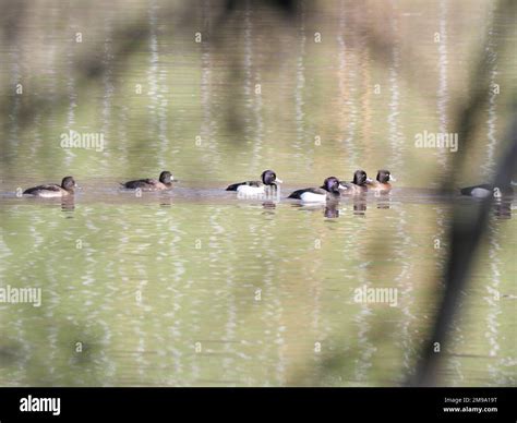 A Group Of Male And Female Tufted Ducks Aythya Fuligula With Blue Bill