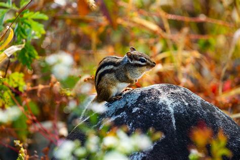 Squirrel Autumn Outdoor - Free photo on Pixabay