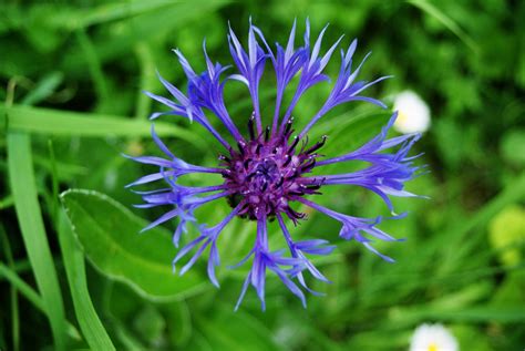 Kostenlose foto Natur öffnen Wiese Blume Frühling Kraut