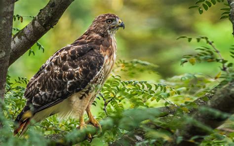 Download Bird Of Prey Bird Animal Red Tailed Hawk Red Tailed Hawk 4k